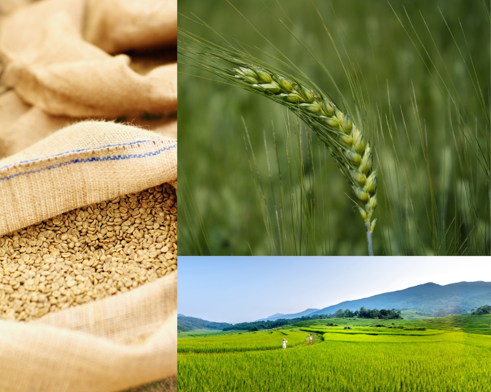 Investing in Agricultural Commodities: Feeding Your Portfolio